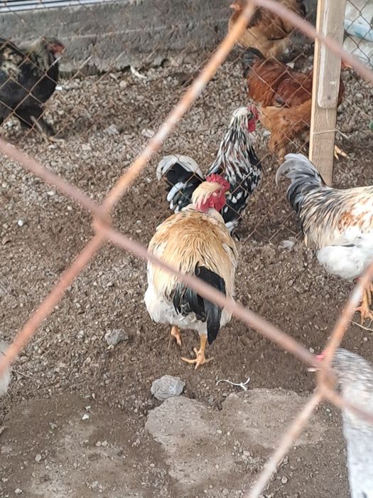 Продам молодые петухов.