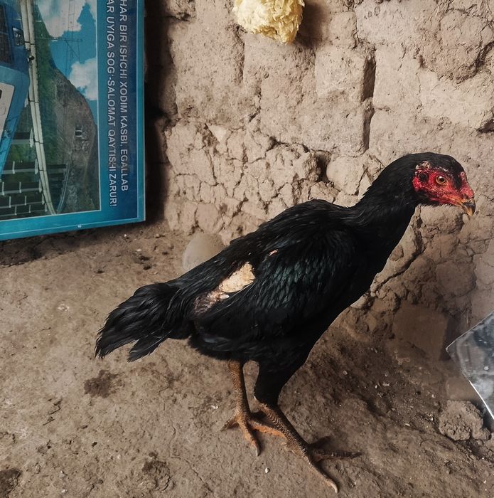 Sotiladi dakan tovuq