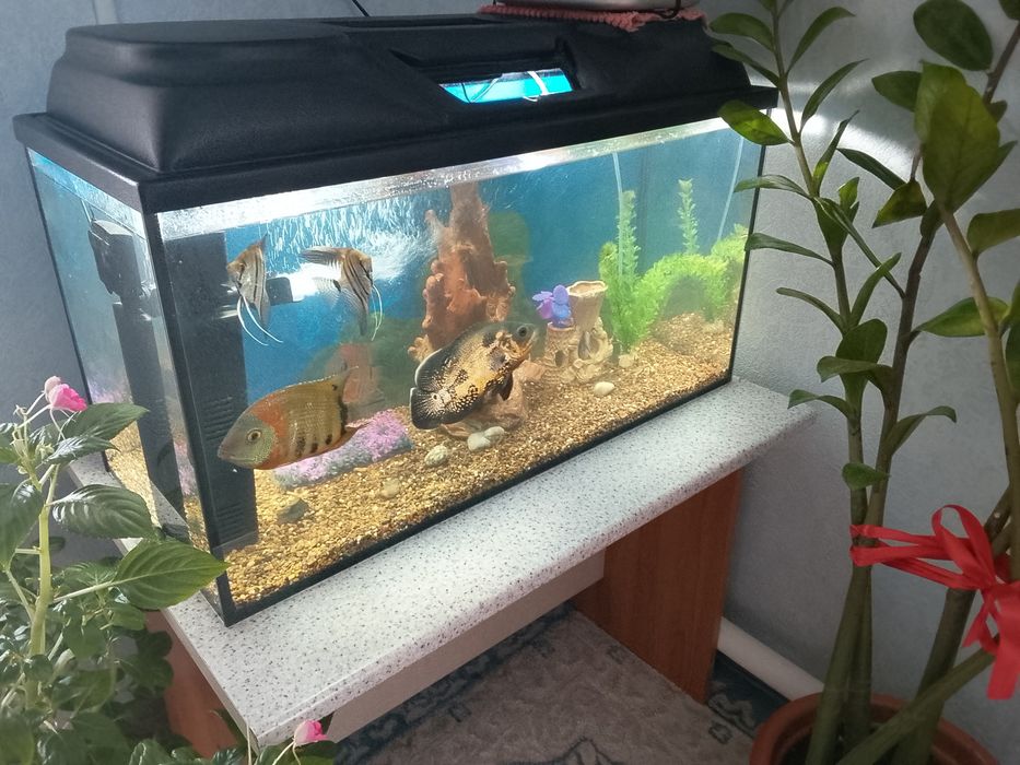 Продам Аквариум с крышкой.