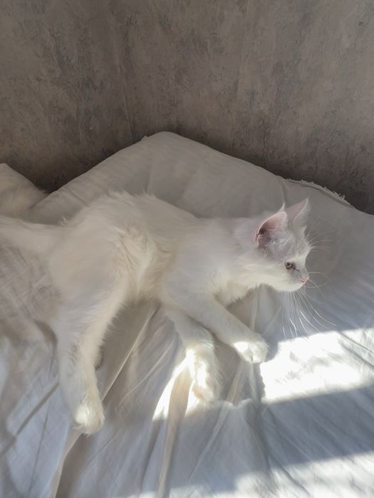 Кошка турецкая ангора
