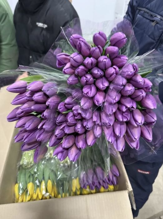 Тюльпаны высшего качества