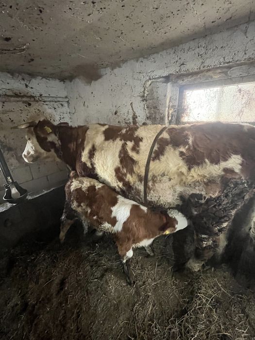 Vand vacă bălțată romanească