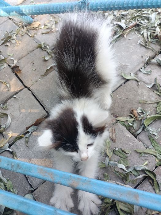 Ласковые котята ищут дом