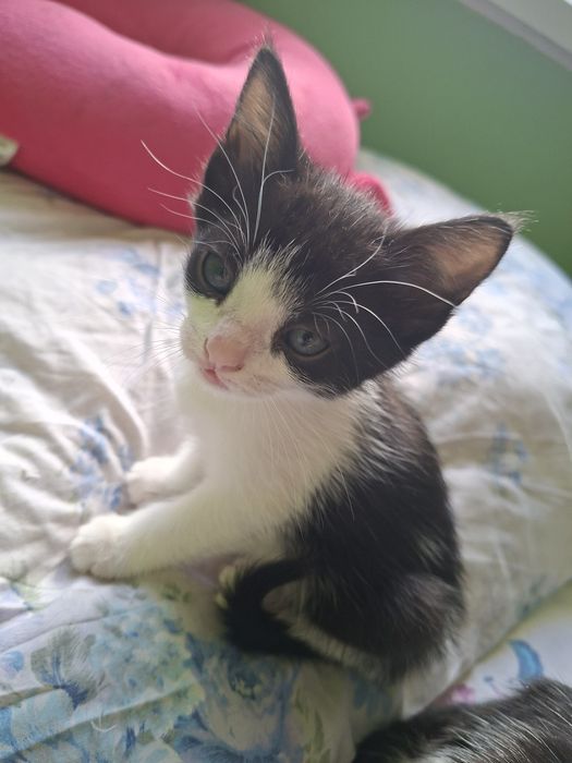 Котята в частный дом