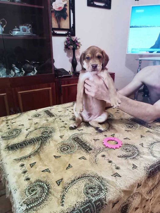 Cобака продается