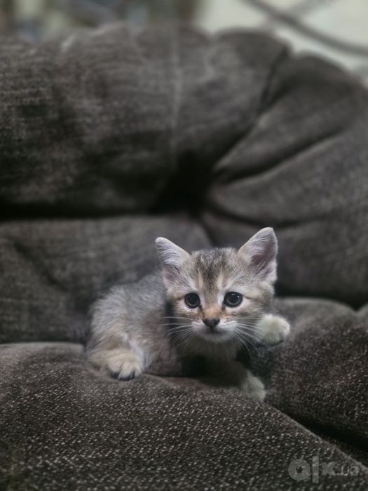 Британская шиншилла Котёнок
