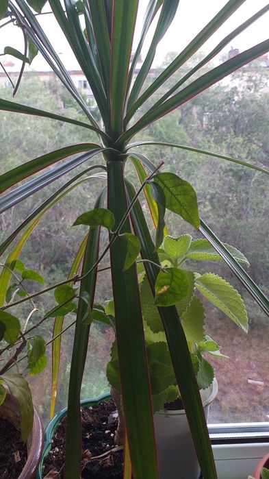 Комнатные цветы, торг уместен