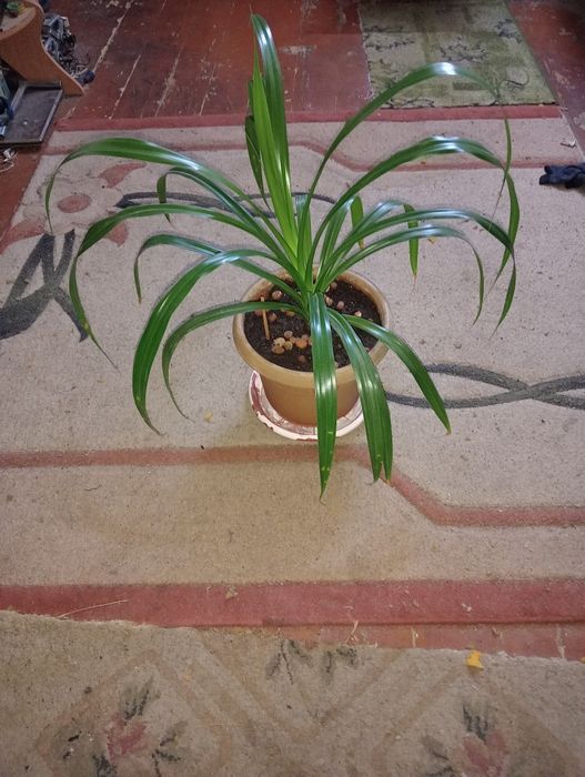 Продам комнатное растение.