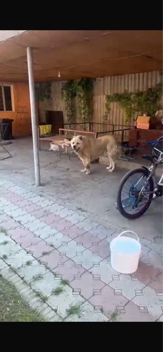 Алабай 2 года 100 кг