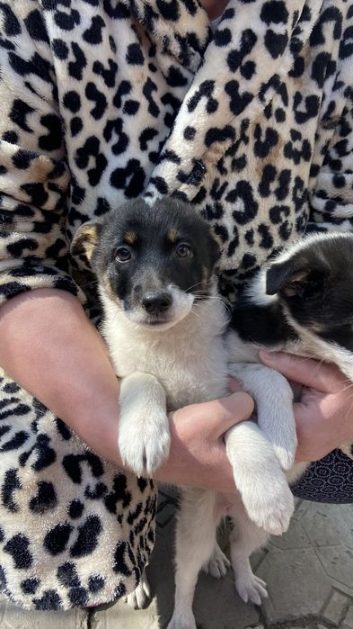 Отдам умного щенка