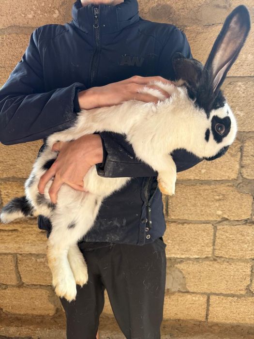 Бір пар строкач сатылады