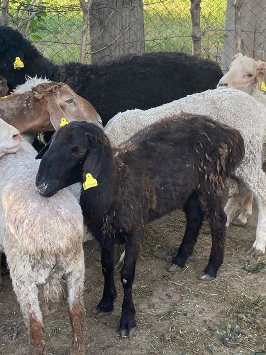 Қошқарлар сатылады