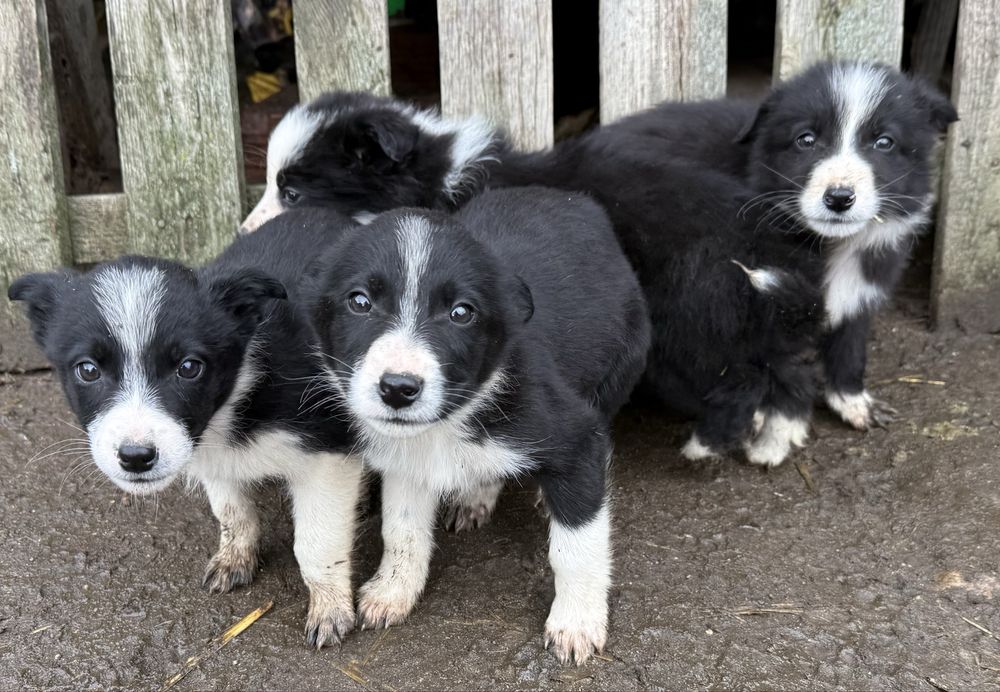 Малки кученца бордър коли