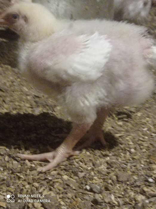 Бройлер цыпплята Кобб 500