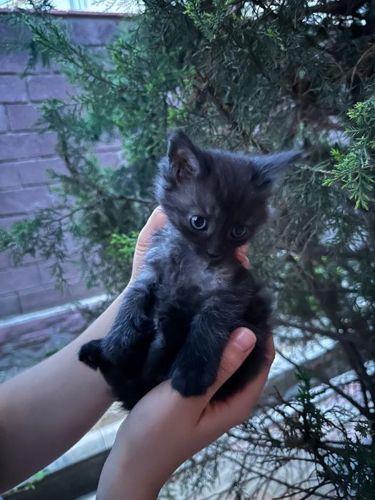 Отдам котенка в добрые руки