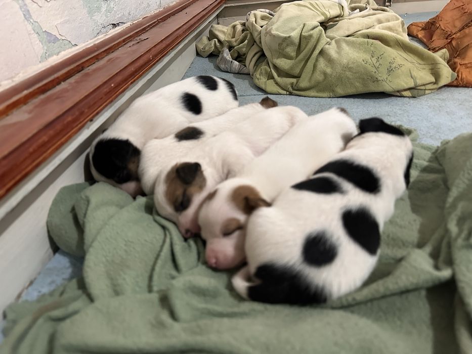 Jack russell terrier