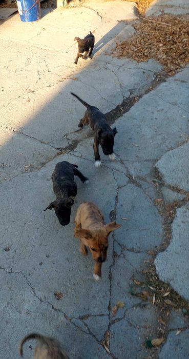 Щенки американского питбультерьера