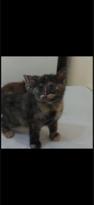 Котенок в добрые руки