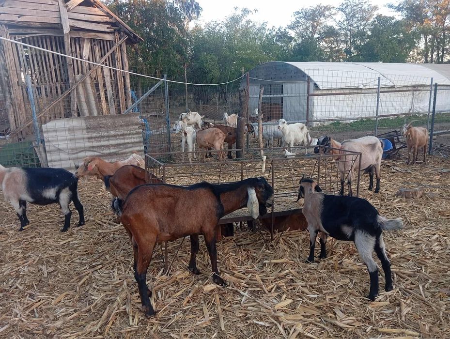 Capra Anglo-nubiana cu pedigree + ieduta si ied