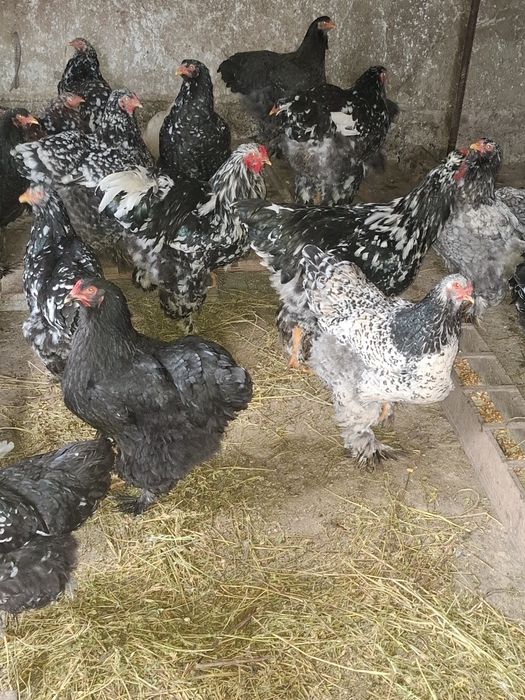 Vând cocoși și gaini brahma vaccinați  și deparazitați