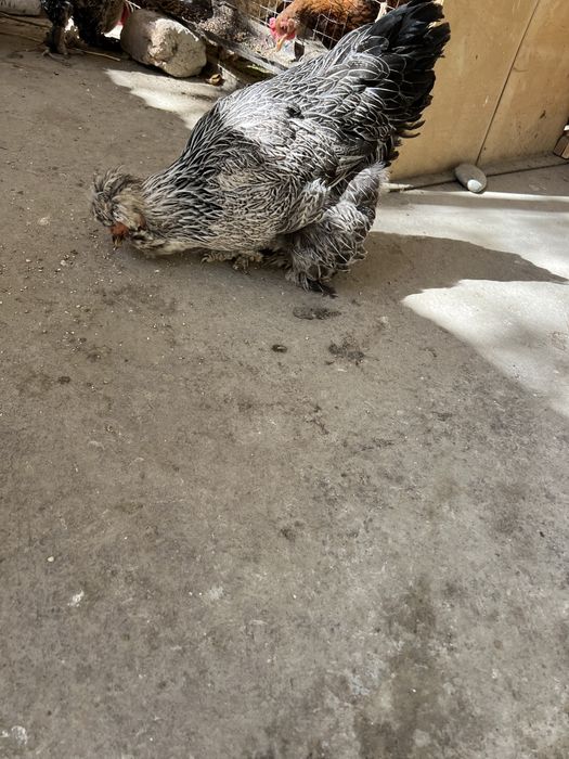 Bita xuroz ikkta tovuq sotiladi brama