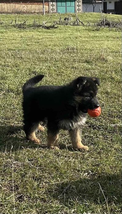 Кутрета “Немска Овчарка”