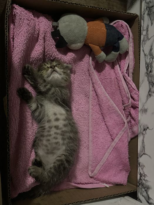 Котенок в добрые руки