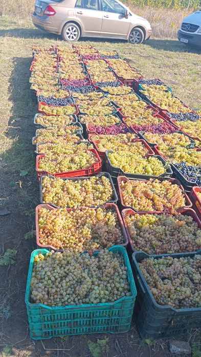 Vand struguri de vin livrez la domiciliu pret 3 lei kg