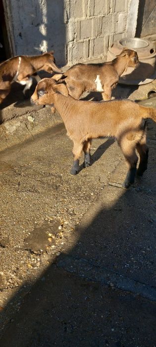 Iedițe anglonubian metis cu francez alpine din capre  foarte bune