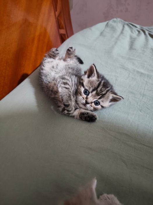 Британцы котята