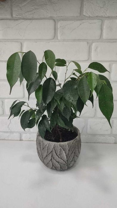 Фикус Бенджамина