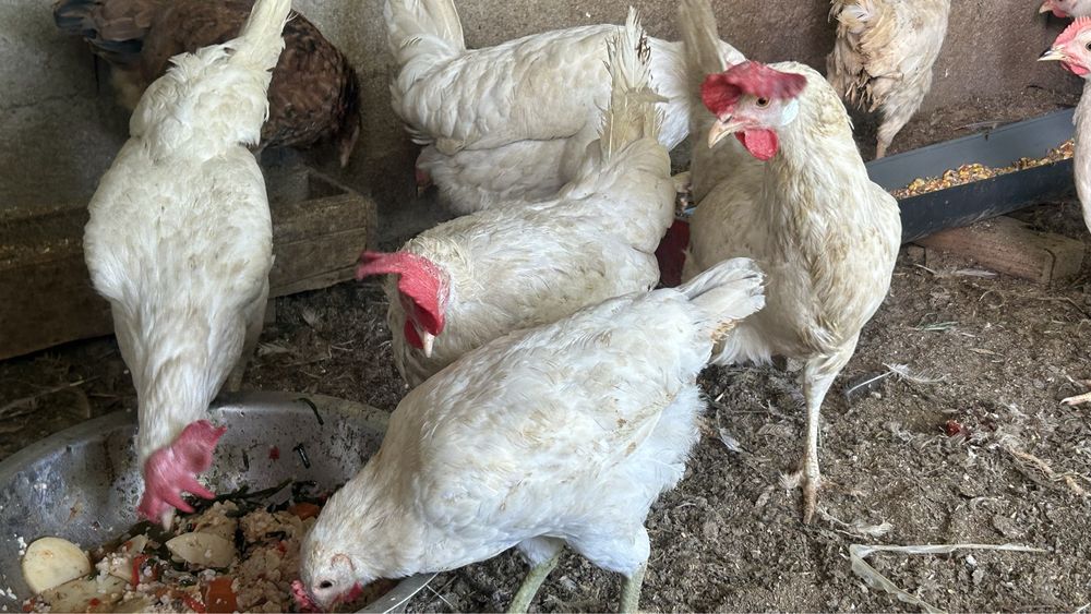 Продам курей и цыплят