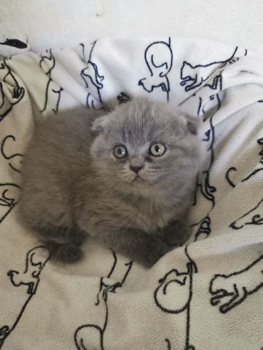 Продам красивых  котят