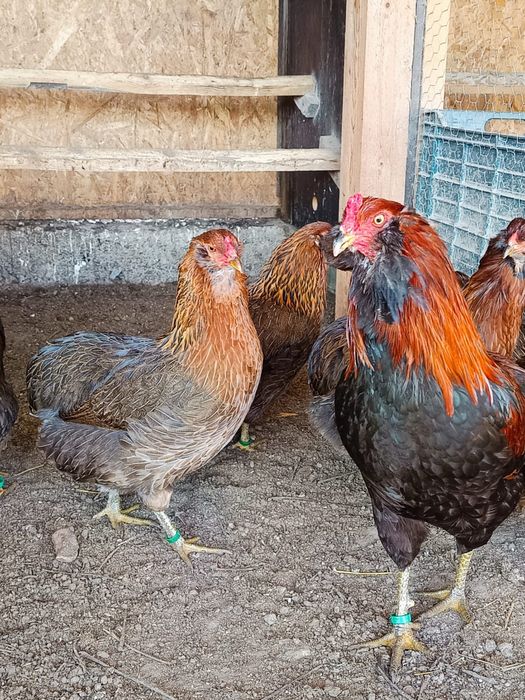 Ouă incubat găini marans și araucana
