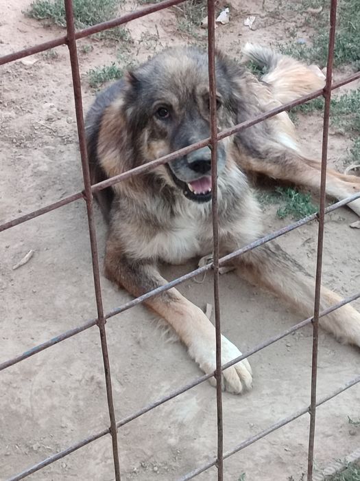 Қазақы төбет иттер