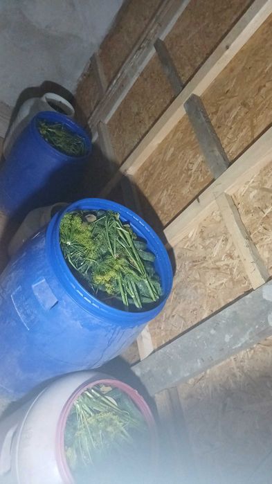 Castraveti murati in saramura ,negociabil la cantitati mai mari de 100 kg