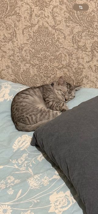 котенок кошкааааа