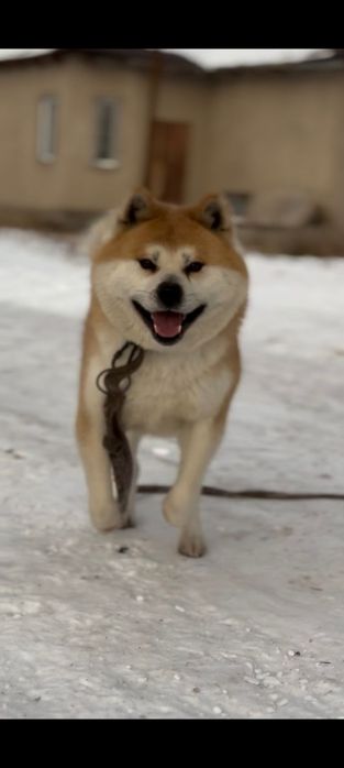 АкитоИну (ХАТИКО)