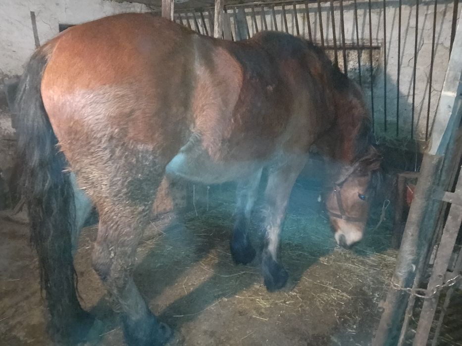 Vând mânză semigrea