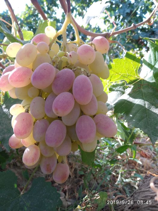 Uzum bor haladinikda