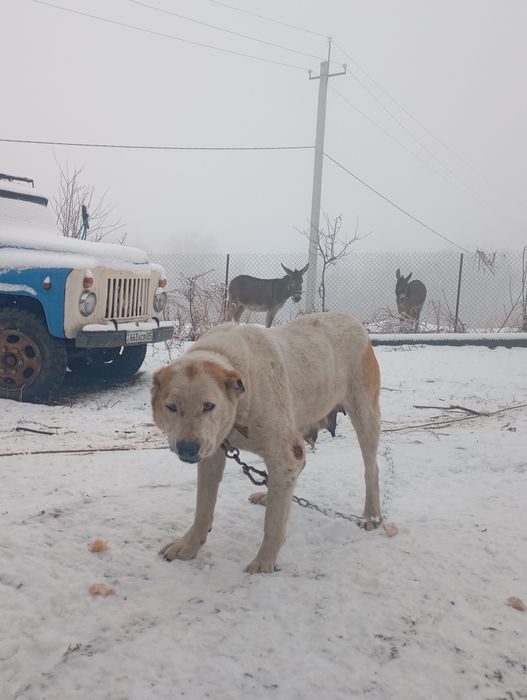 Собака Шенки алабай