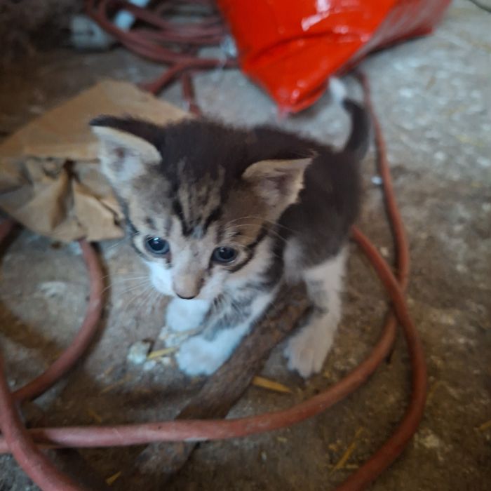 Donez pisicuțe spre adoptie