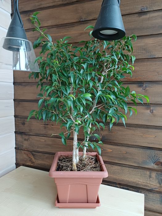 Фикус мелколистный