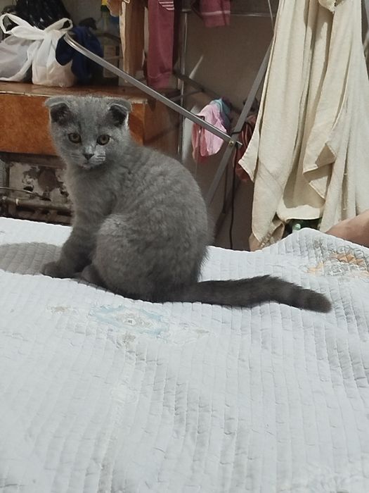 Продаётся вислоухий котёнок!