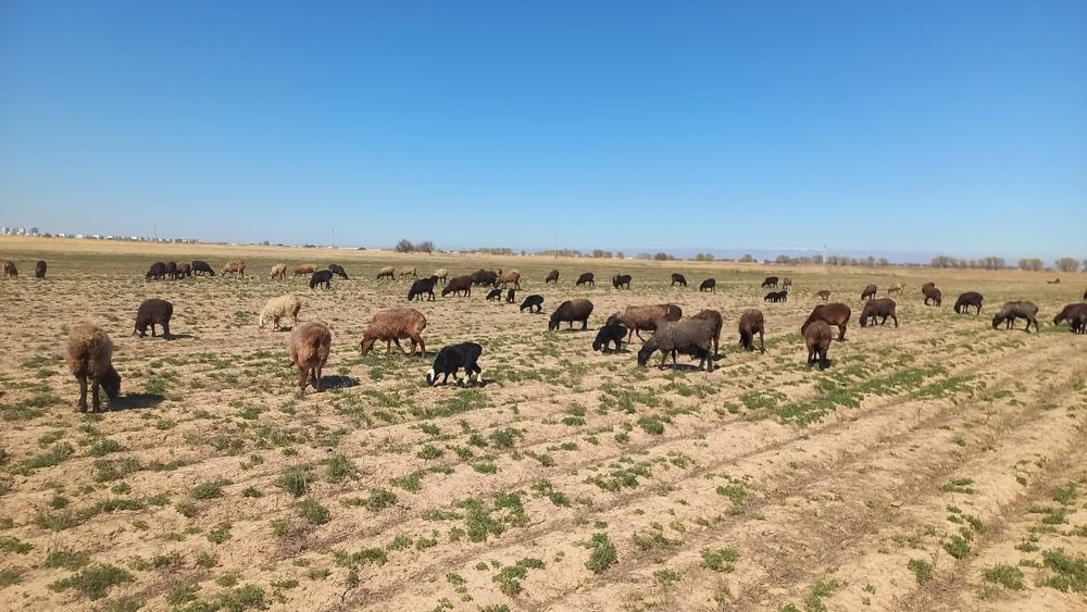 Қозлы қой сатылады