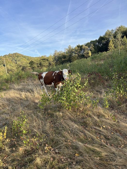 Vand vaca baltat romaneasca