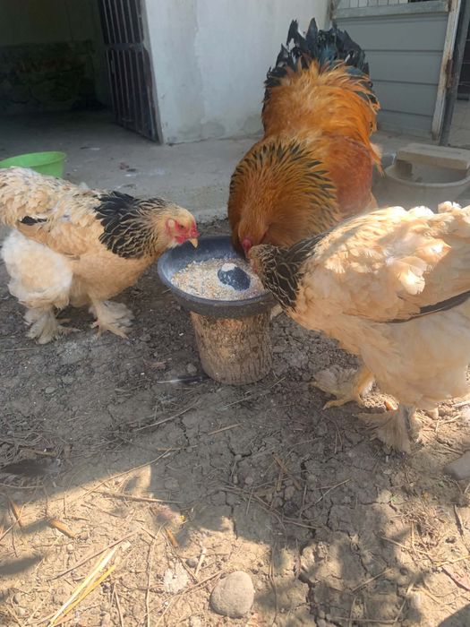 Brahma Rosu mici/mari