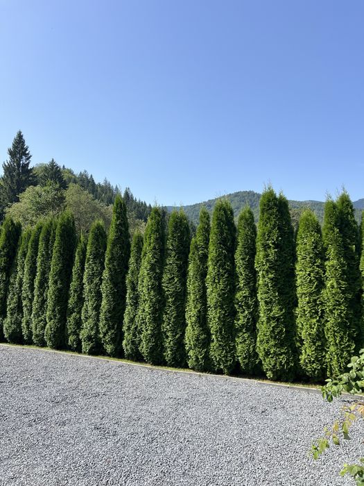Tuia Smaragd Aclimatizata 4-5m