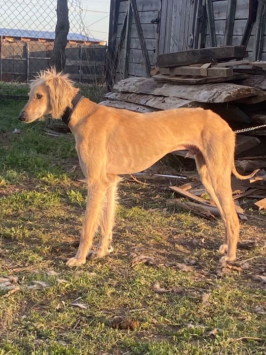 Тазы сатылады 100мын тг!