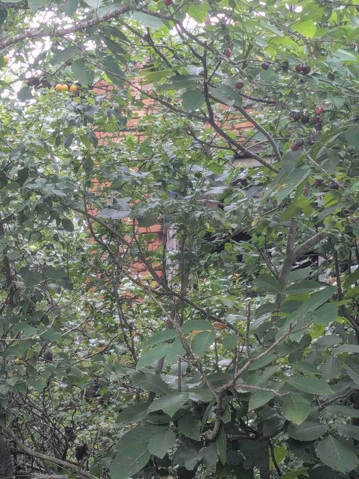 Продава се парцел в с. Дъбен, обл. Ловеч – 2,2 дка, близо до центъра